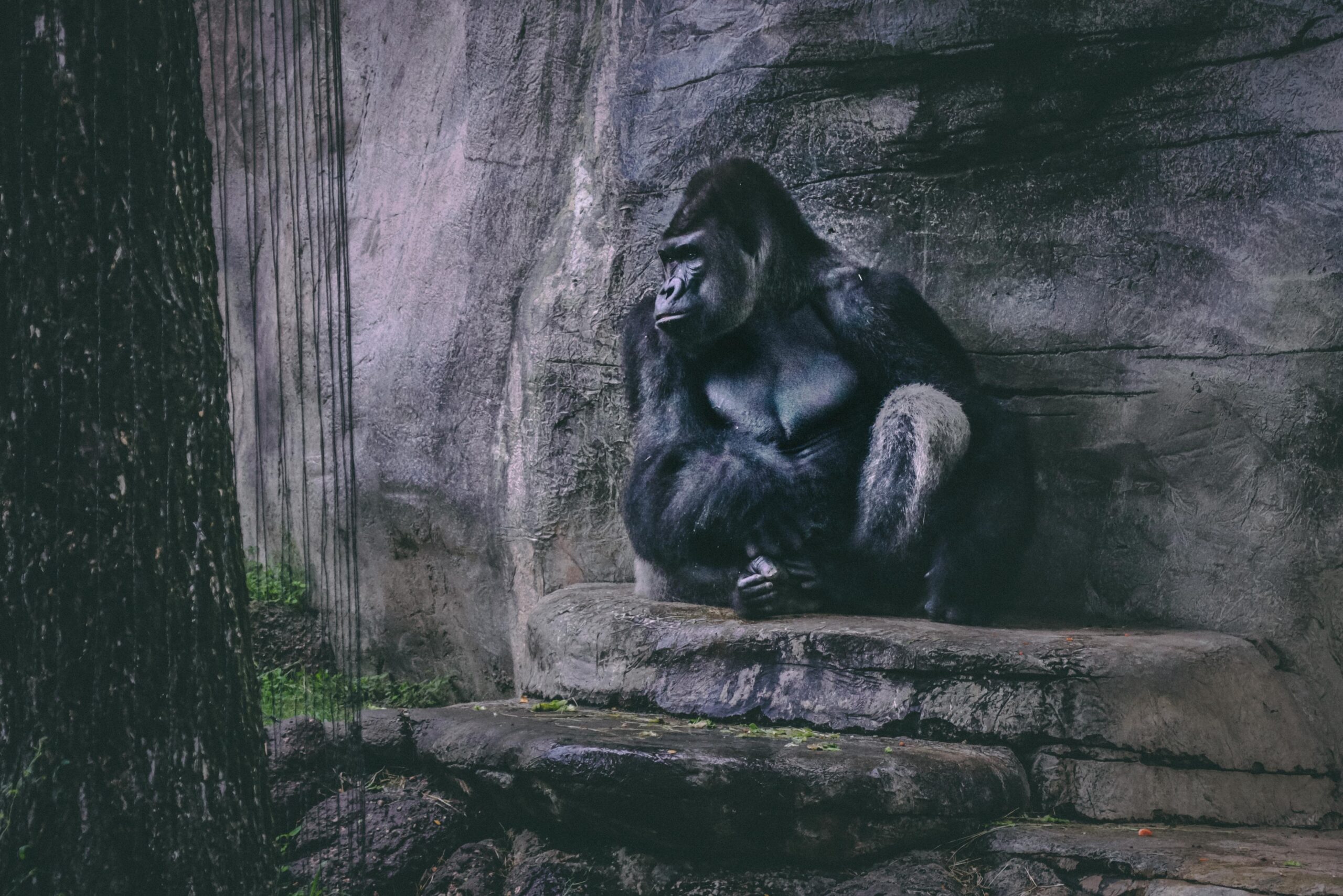 wealthy gorilla blog